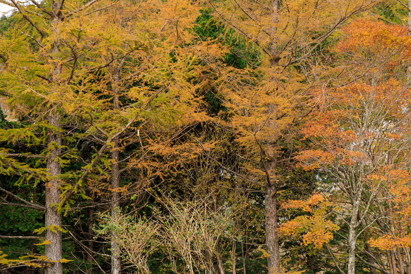 雄大な山紅葉(大台ケ原ドライブウェイ)_f0155048_22574892.jpg