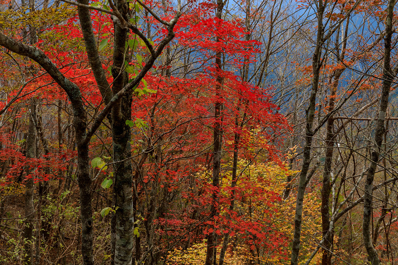 雄大な山紅葉(大台ケ原ドライブウェイ)_f0155048_22584343.jpg