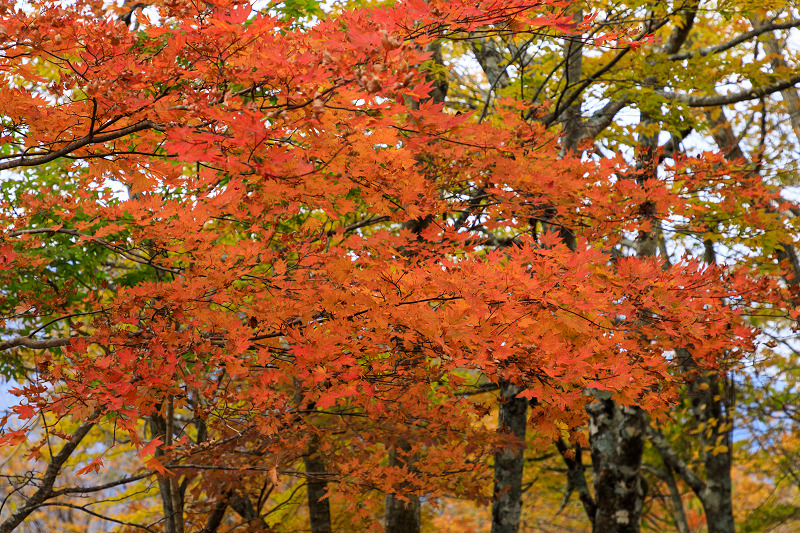 雄大な山紅葉(大台ケ原ドライブウェイ)_f0155048_22593421.jpg