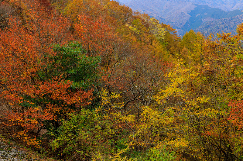 雄大な山紅葉(大台ケ原ドライブウェイ)_f0155048_2302545.jpg
