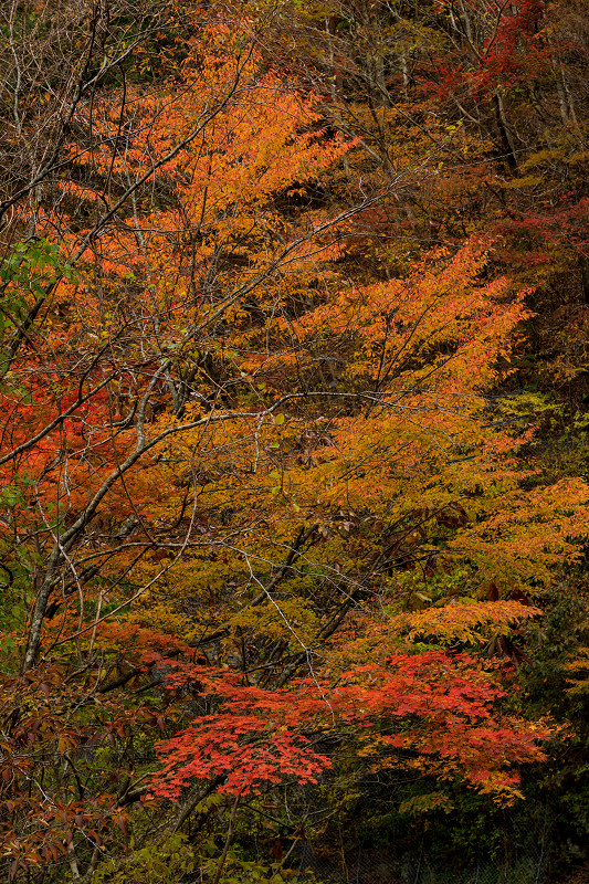 雄大な山紅葉(大台ケ原ドライブウェイ)_f0155048_2303492.jpg