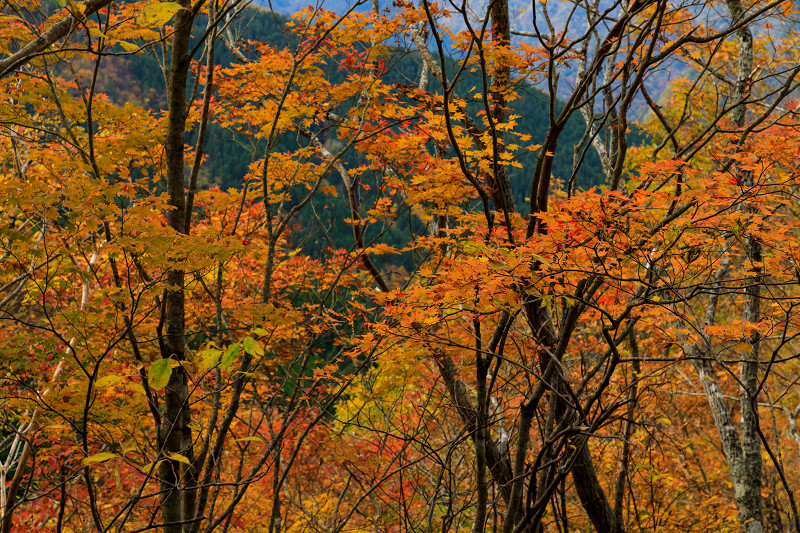雄大な山紅葉(大台ケ原ドライブウェイ)_f0155048_2311295.jpg