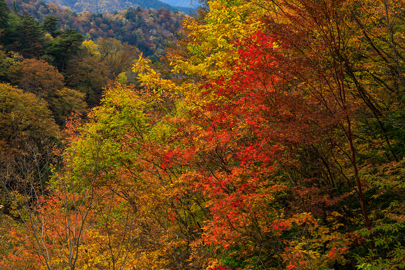 雄大な山紅葉(大台ケ原ドライブウェイ)_f0155048_231331.jpg