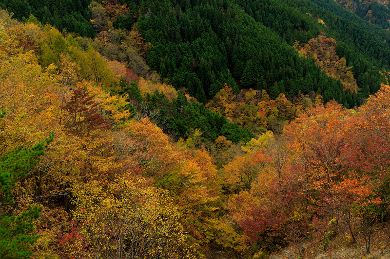 雄大な山紅葉(大台ケ原ドライブウェイ)_f0155048_231351.jpg