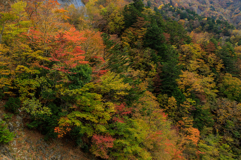 雄大な山紅葉(大台ケ原ドライブウェイ)_f0155048_2315679.jpg