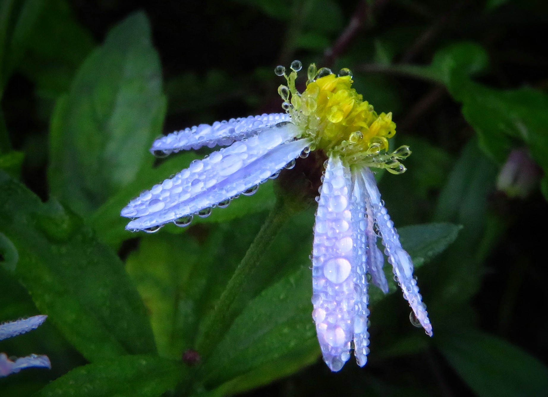 a0018655_10111230.jpg