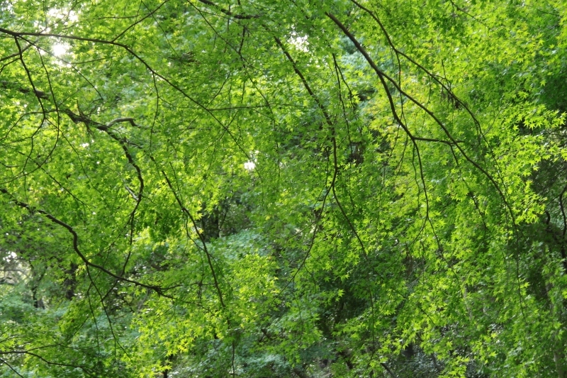 a0355356_23404168.jpg
