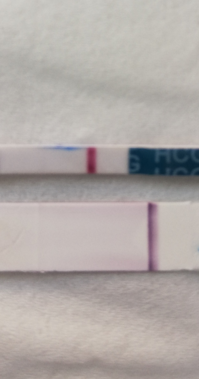 仮高温期11日目 チェックワン薄い線 二人目不育症日記