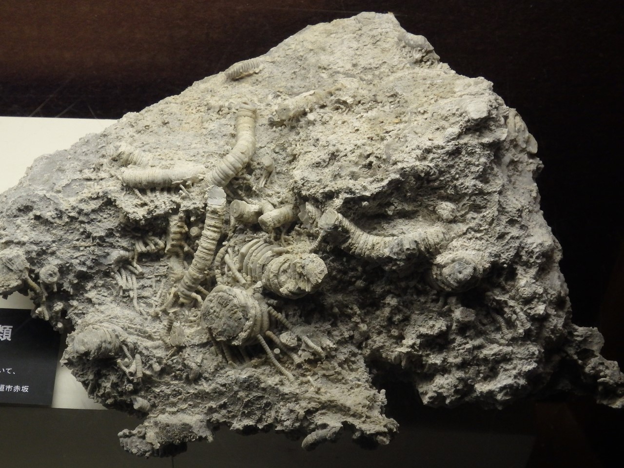 d0054276_20485643.jpg