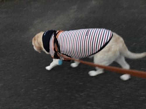 f0315081_21304663.jpeg