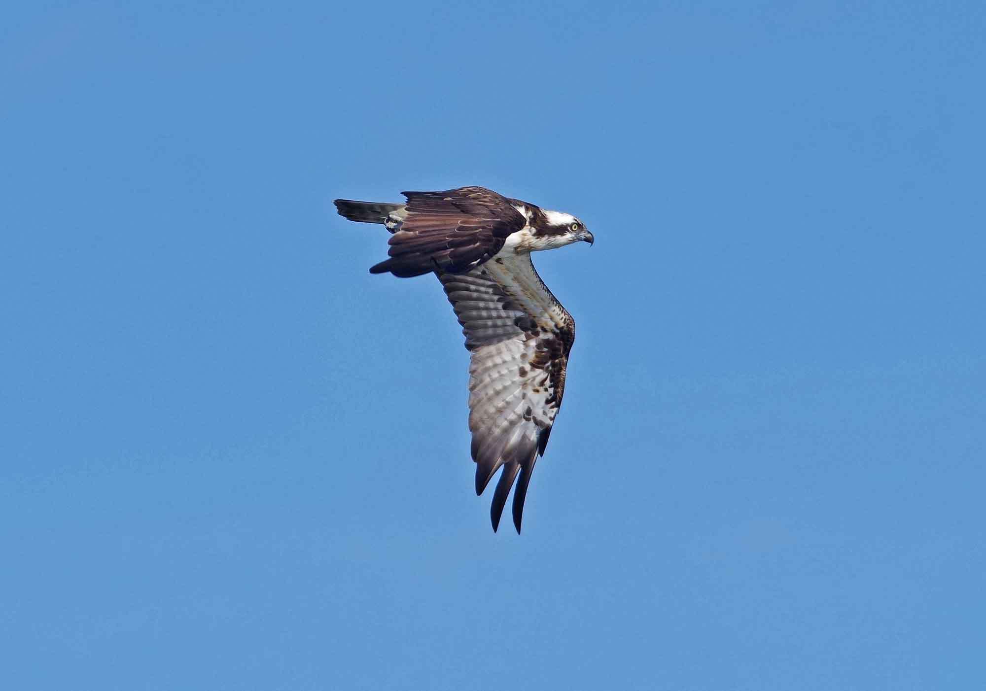 2018年　　11月　　野鳥_c0176183_11201733.jpg