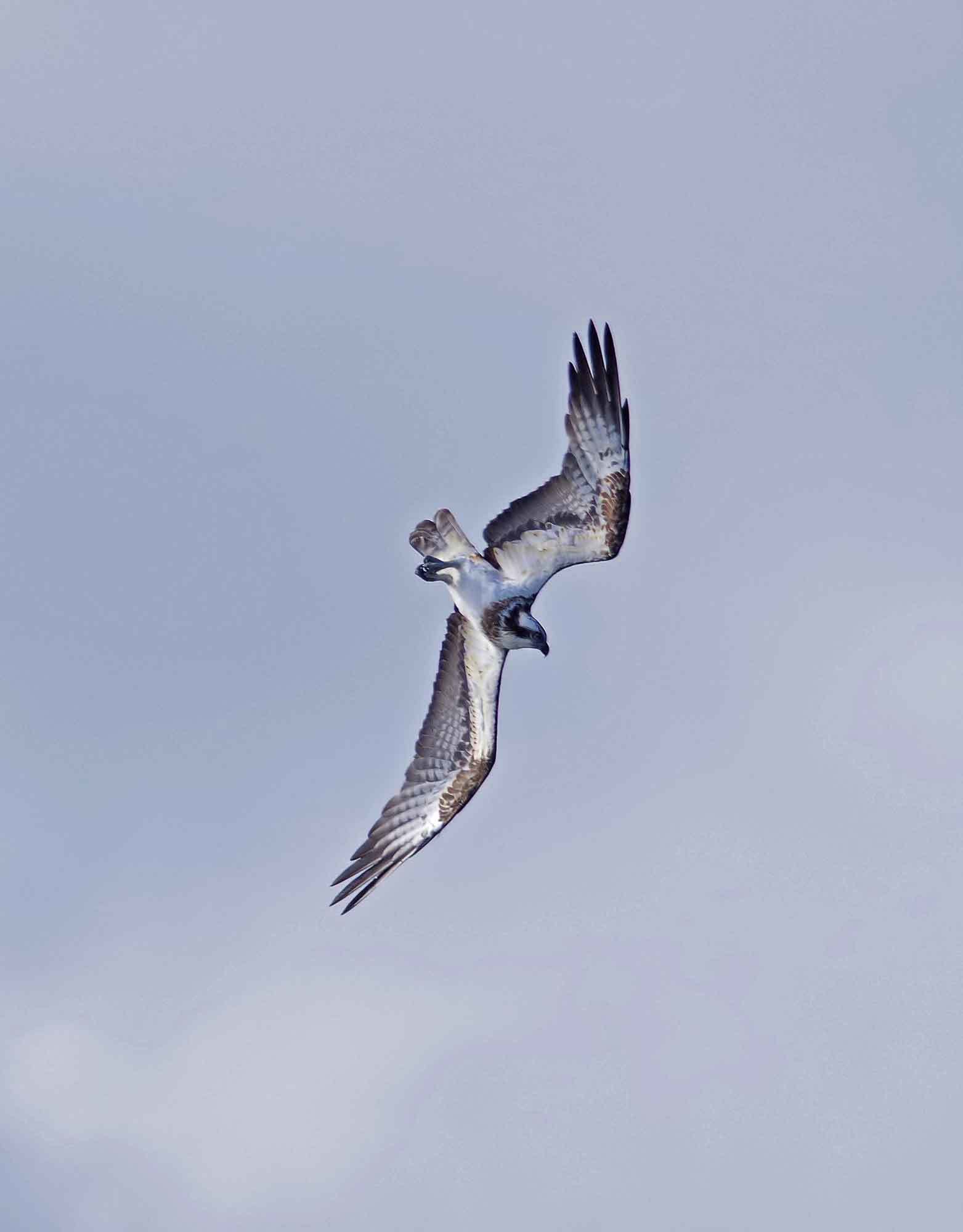 2018年　　11月　　野鳥_c0176183_11212049.jpg