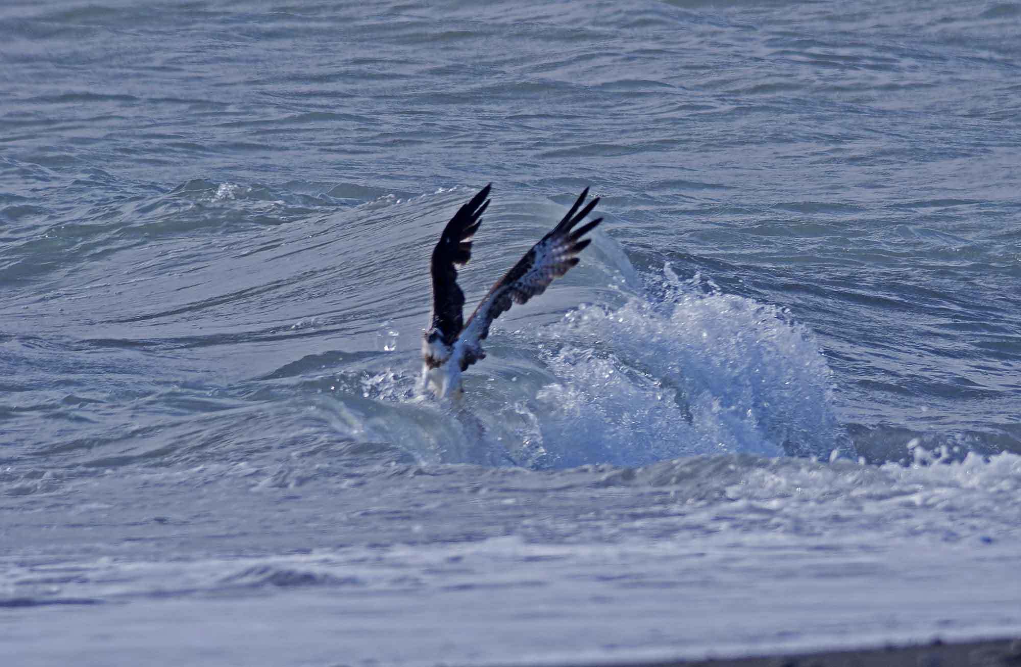 2018年　　11月　　野鳥_c0176183_11221340.jpg