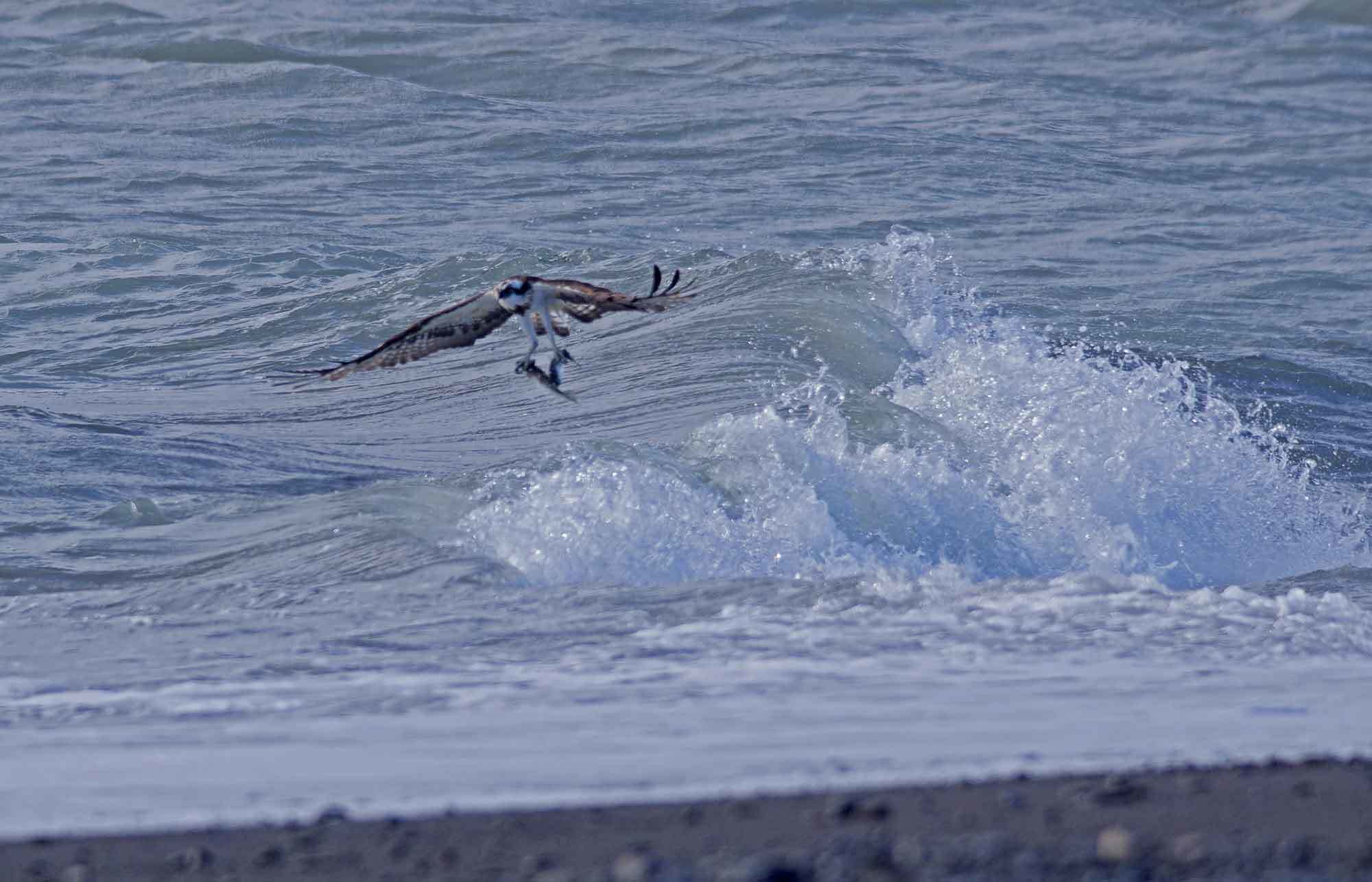 2018年　　11月　　野鳥_c0176183_11233966.jpg