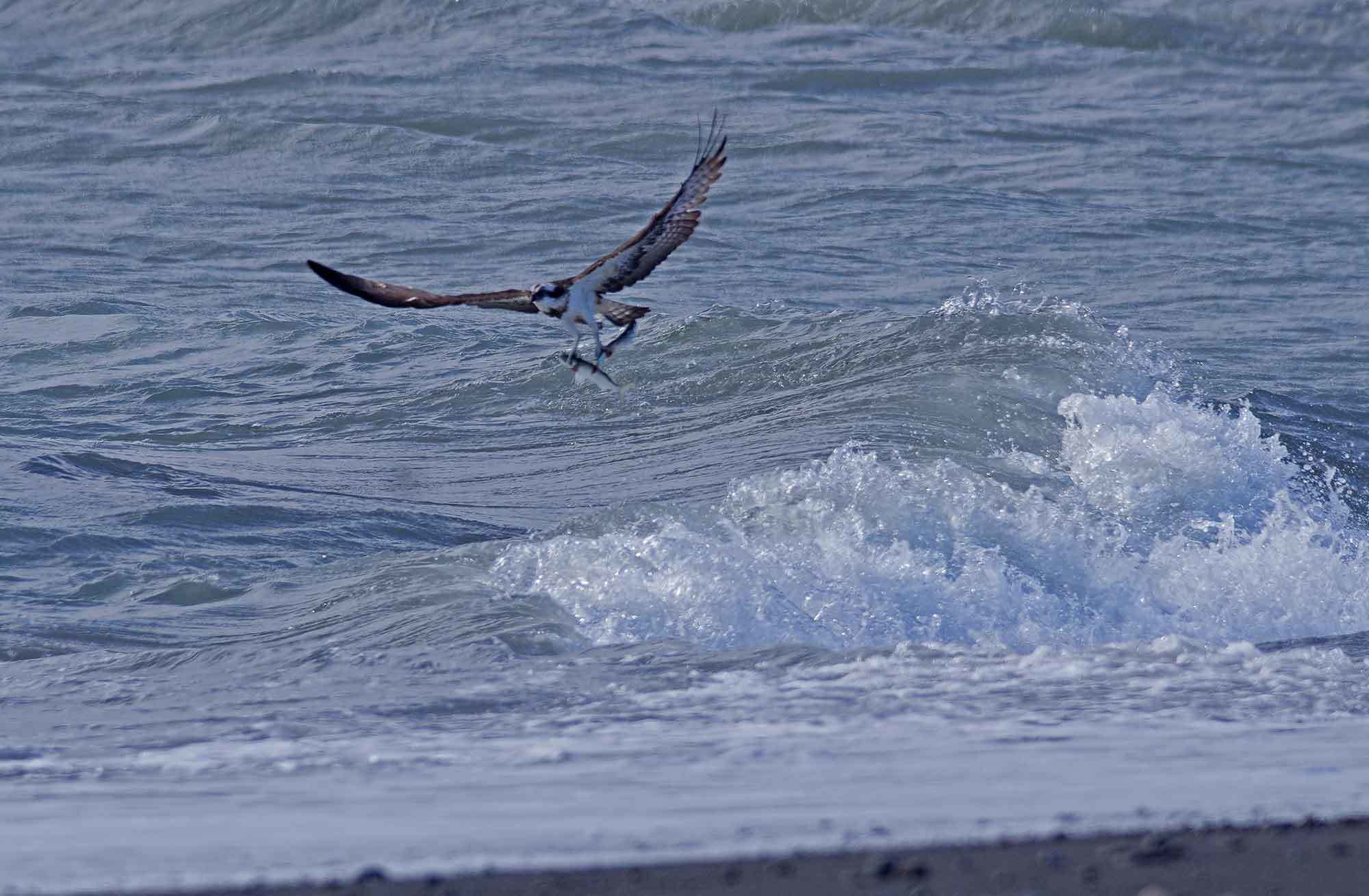 2018年　　11月　　野鳥_c0176183_11235733.jpg