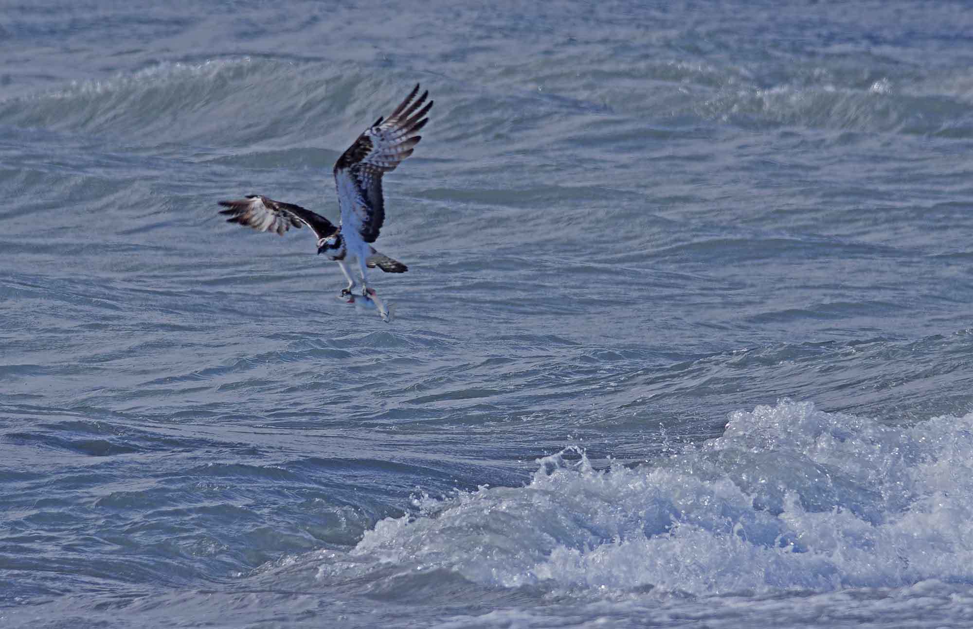 2018年　　11月　　野鳥_c0176183_11242470.jpg