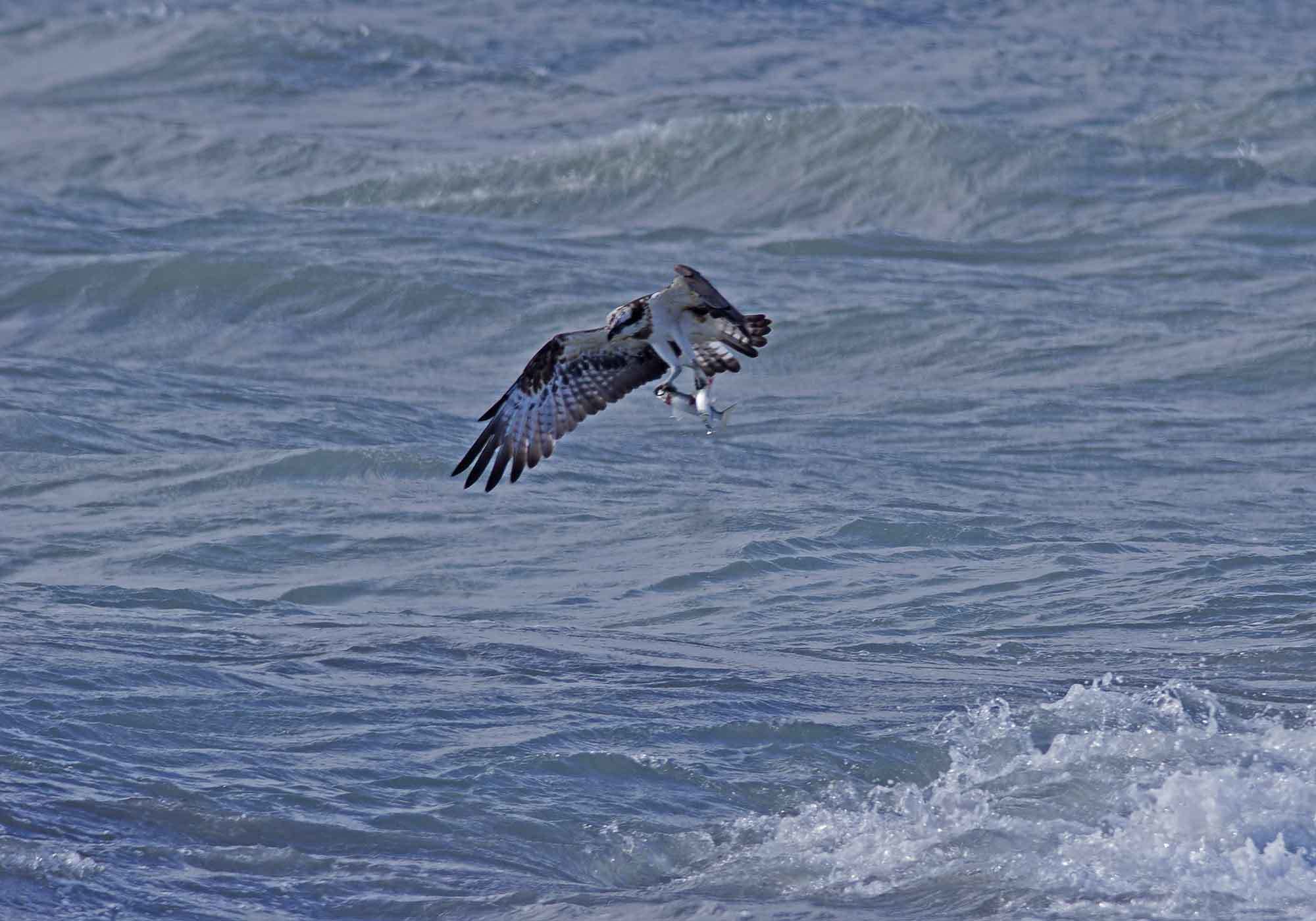 2018年　　11月　　野鳥_c0176183_11245122.jpg