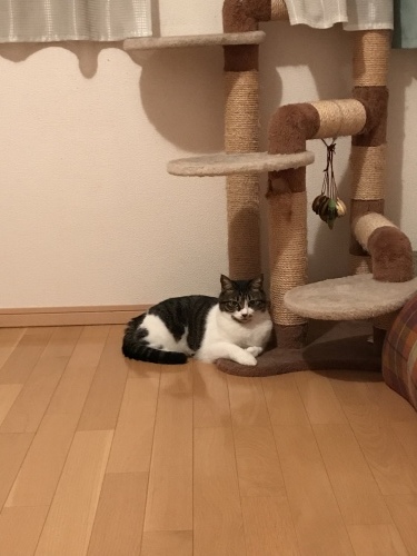 c0340786_22333618.jpeg