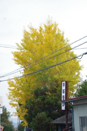c0337494_16085974.jpg