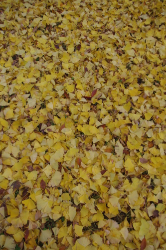c0337494_16135359.jpg