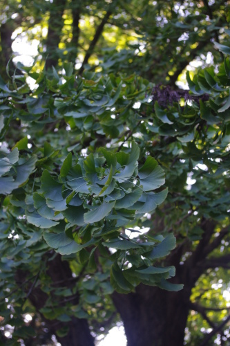 c0337494_16163031.jpg