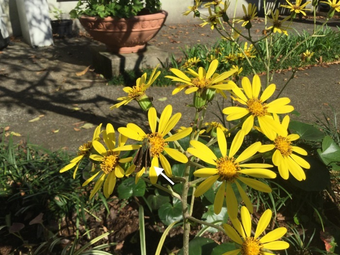 f0268294_03415251.jpeg