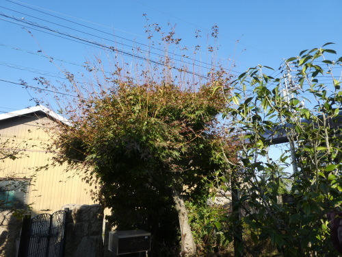 c0108198_17504527.jpg