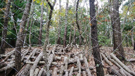 c0161301_19463615.jpg