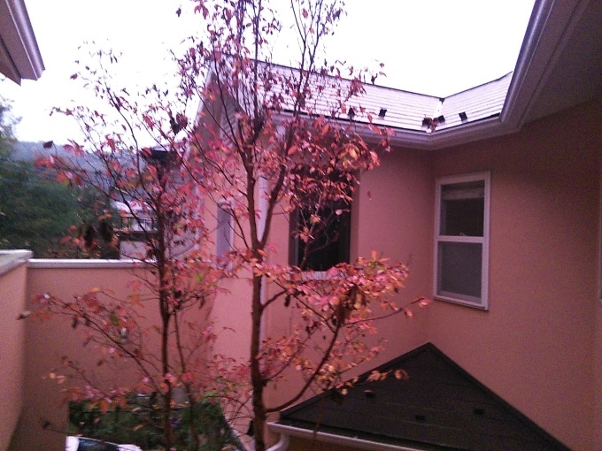 たまには書こう自分の庭･････紅葉の季節_b0331802_17372588.jpg