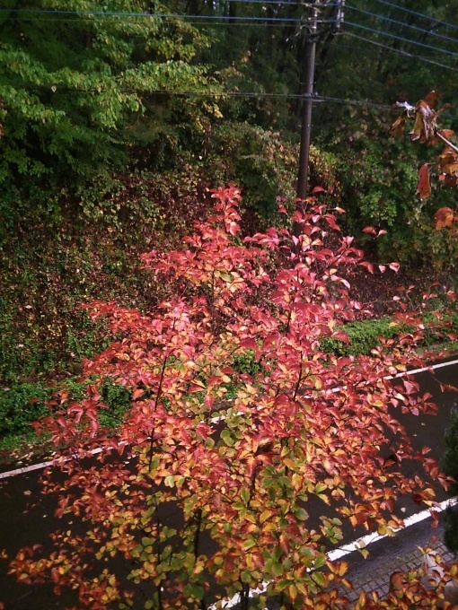 たまには書こう自分の庭･････紅葉の季節_b0331802_17372611.jpg