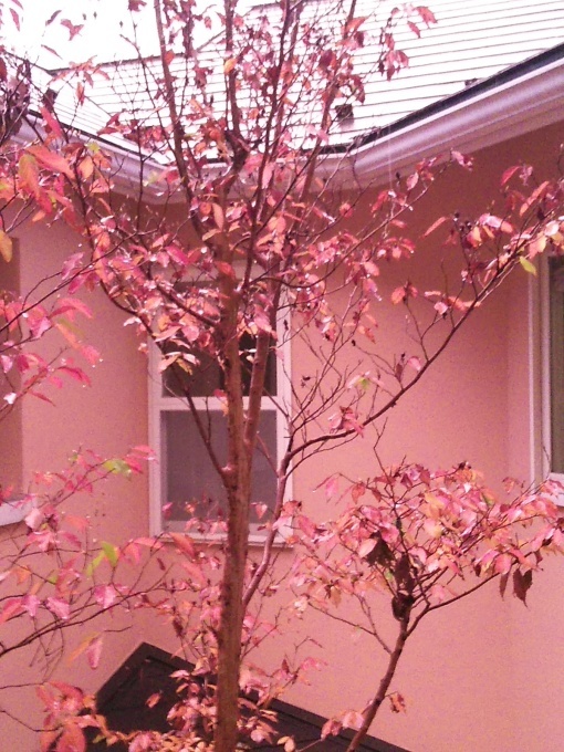 たまには書こう自分の庭･････紅葉の季節_b0331802_17372651.jpg