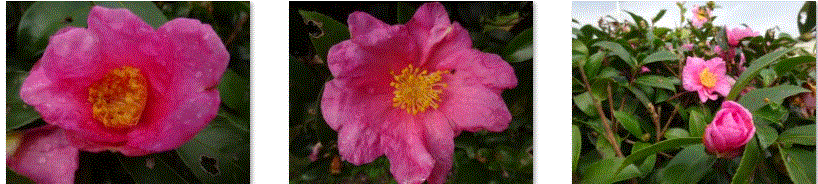f0231709_11250575.gif