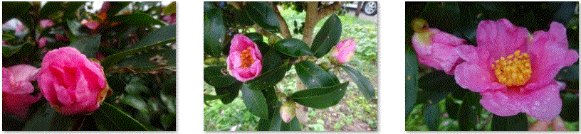 f0231709_11252545.gif