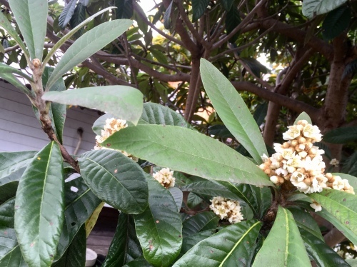 d0179410_18264462.jpeg