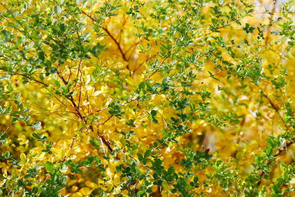 d0139939_16492137.jpg