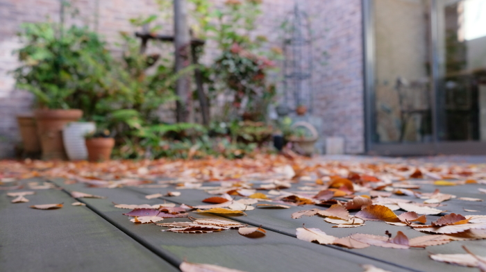 ”Today\'s Inner Garden...11/9fri\"_d0153941_17004856.jpg