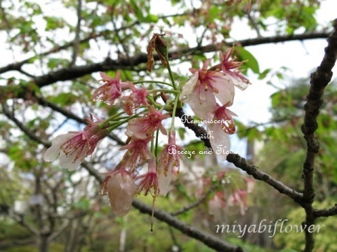 雨上がりの桜散歩_b0255144_10090557.jpg