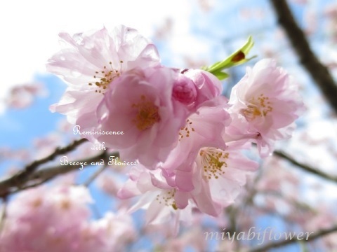 雨上がりの桜散歩_b0255144_10105751.jpg