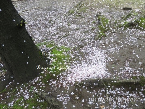 雨上がりの桜散歩_b0255144_10110209.jpg