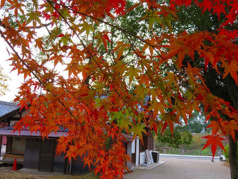 京都御室仁和寺「五大明王図」特別公開20181108_e0237645_22560998.jpg