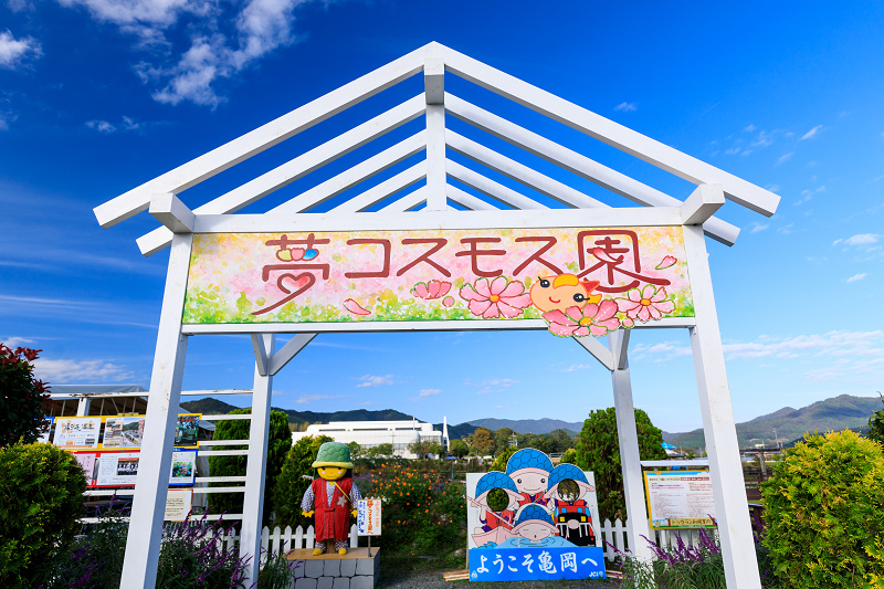 コスモス揺れる(亀岡・夢コスモス園)_f0155048_2314635.jpg