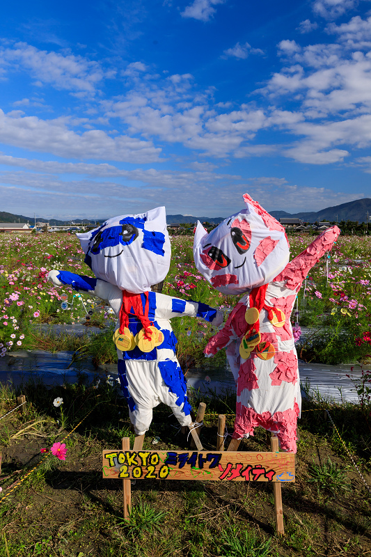コスモス揺れる(亀岡・夢コスモス園)_f0155048_23194927.jpg