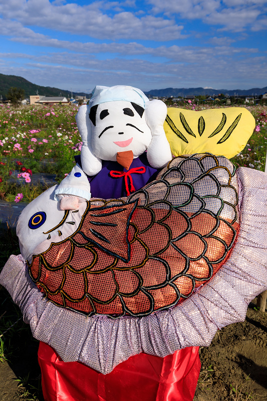 コスモス揺れる(亀岡・夢コスモス園)_f0155048_23201131.jpg