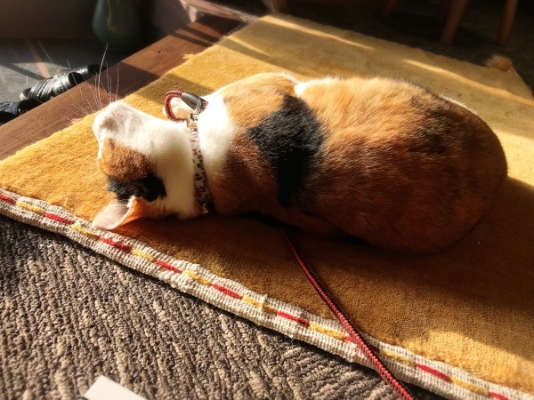 f0304452_07113115.jpeg