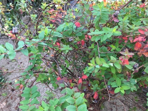 a0152454_07144518.jpeg