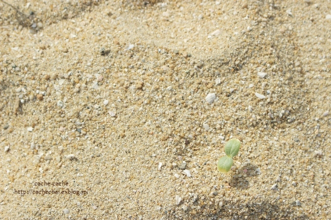 b0366862_22120859.jpg