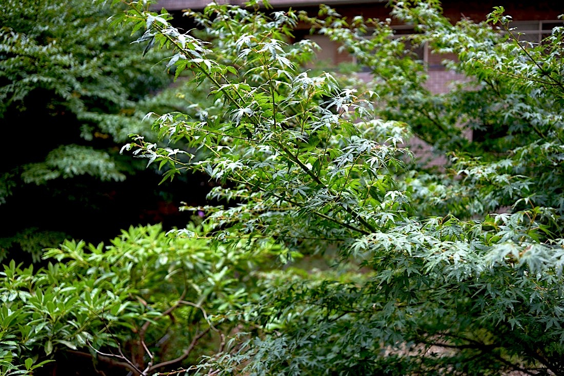 d0175768_13281111.jpg
