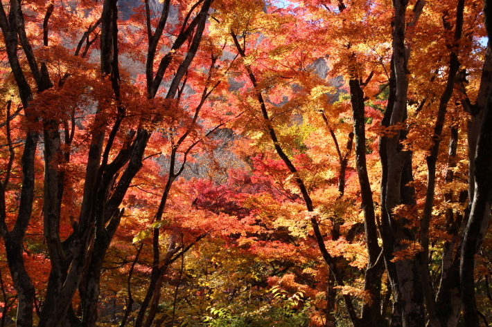 伊香保森林公園の紅葉(1) (撮影日:2018/11/1)_b0369971_18142467.jpg