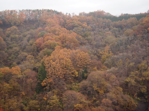 八ヶ岳高原大橋の紅葉状況_d0360272_22583896.jpg