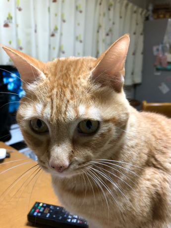 角館でウマウマ_e0355177_16541806.jpg
